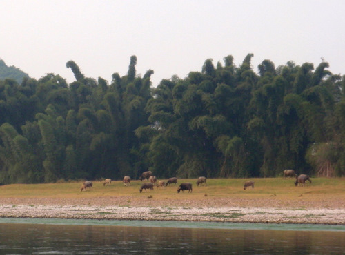 Water Buffalo Convention.